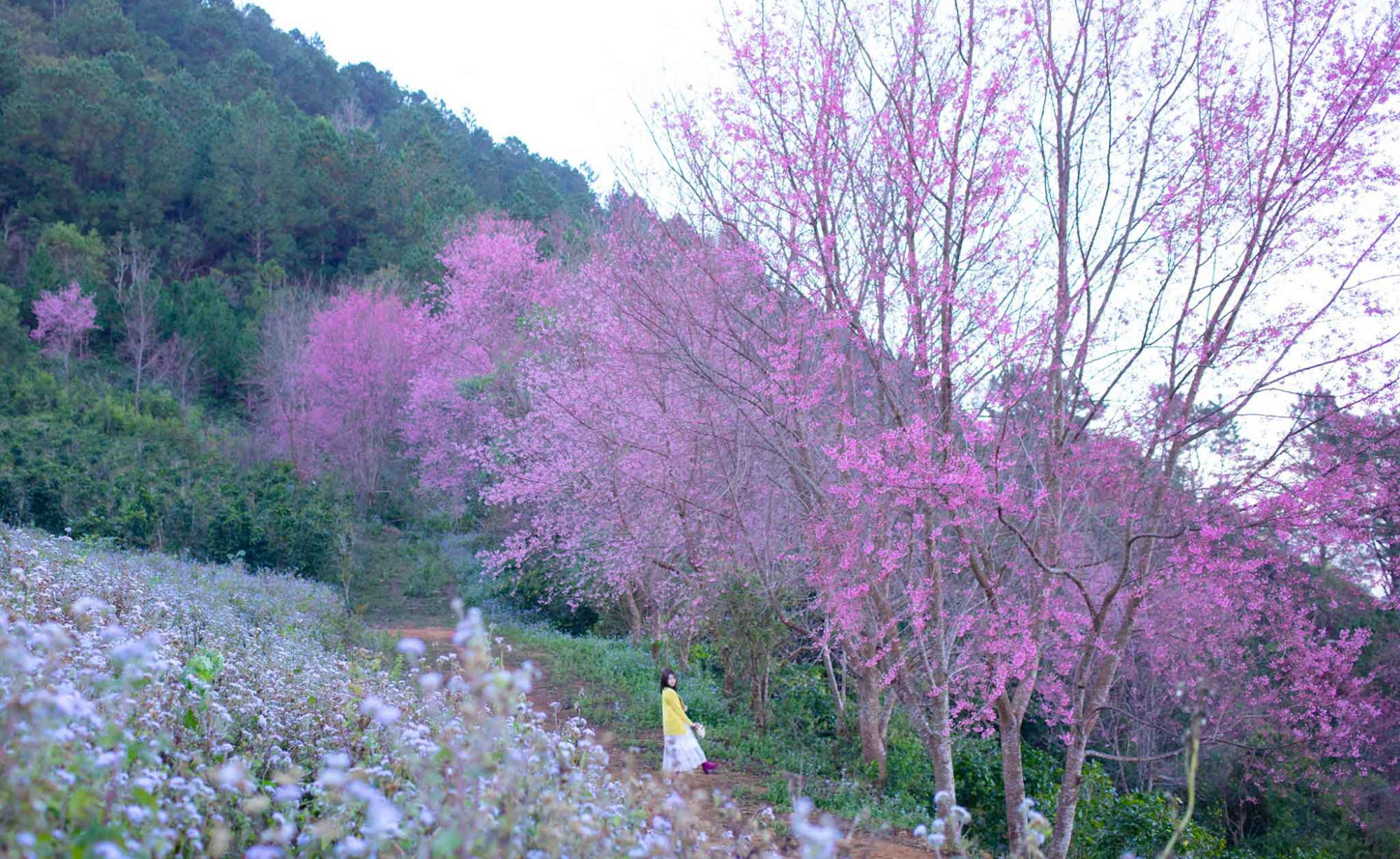 Mộng Đào Nguyên Đà Lạt 